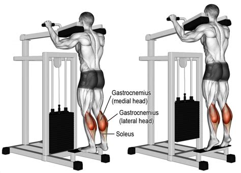 Calf Raises and the Muscles Worked .